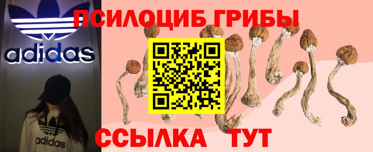 Псилоцибиновые грибы Psilocybe Менделеевск